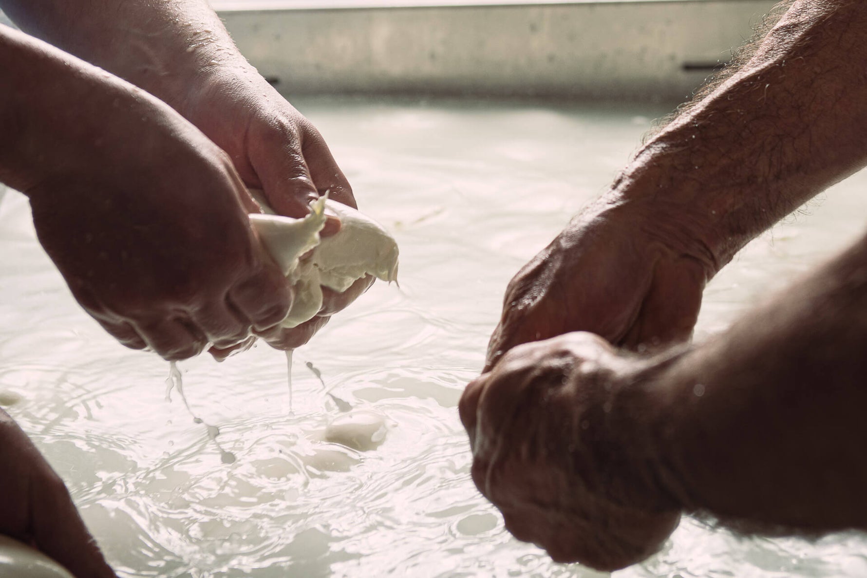 Come si produce la Mozzarella di Bufala Campana